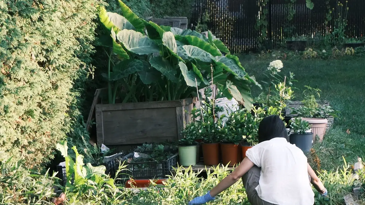 Démarrer un potager en carré en toute simplicité