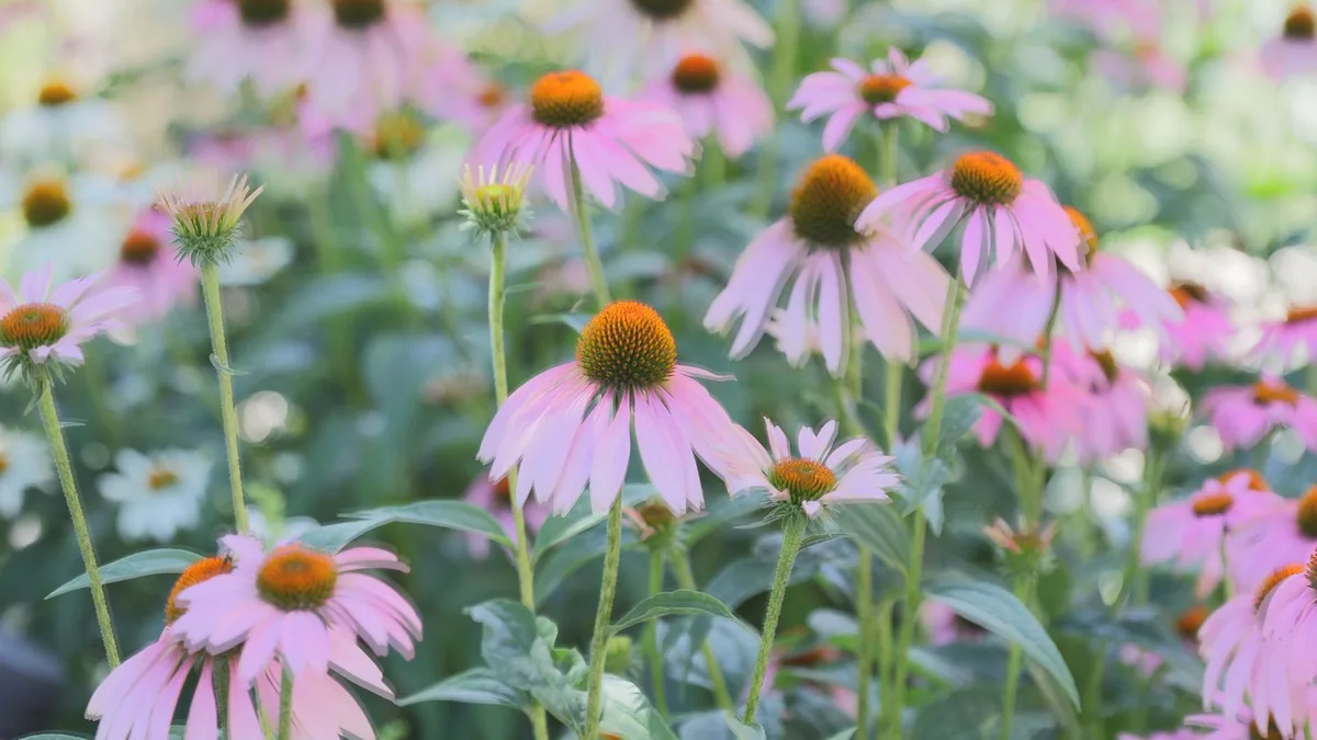 Semer des fleurs pour les abeilles, l'essentiel